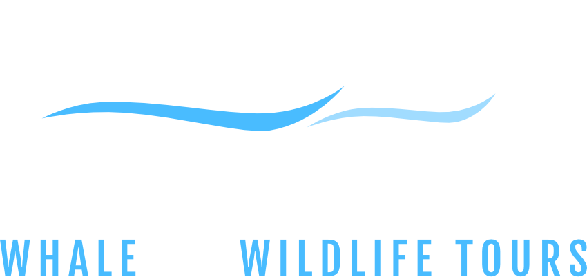 Blue-Kingdom-Tours-Logo_Dark