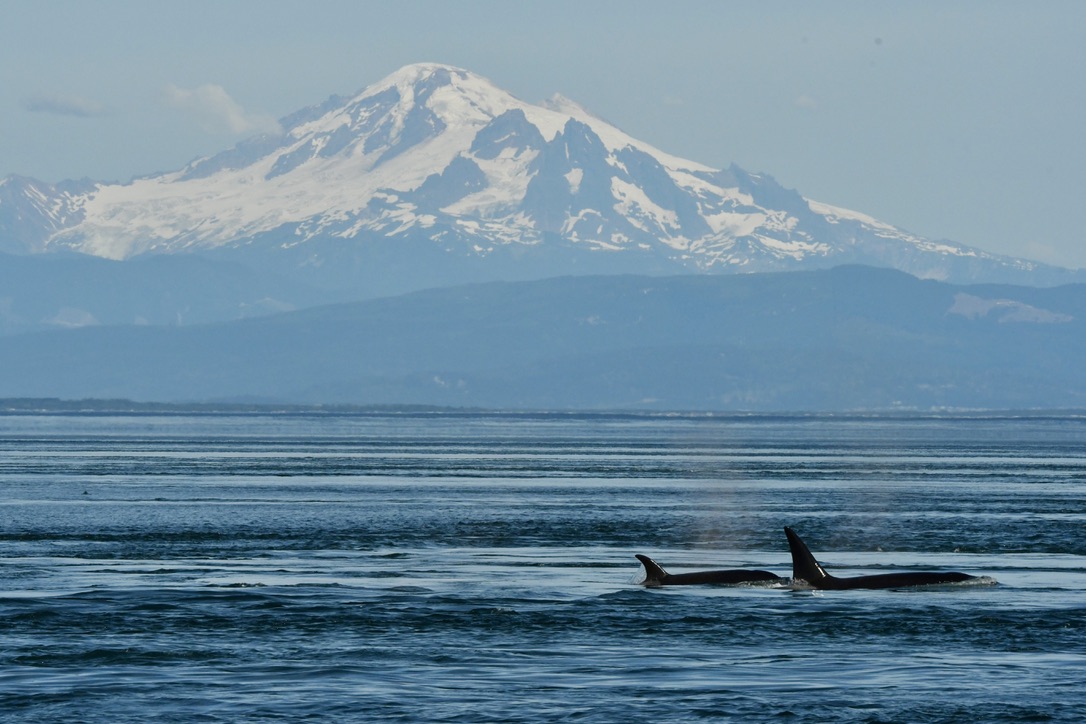 whale watching tour from seattle