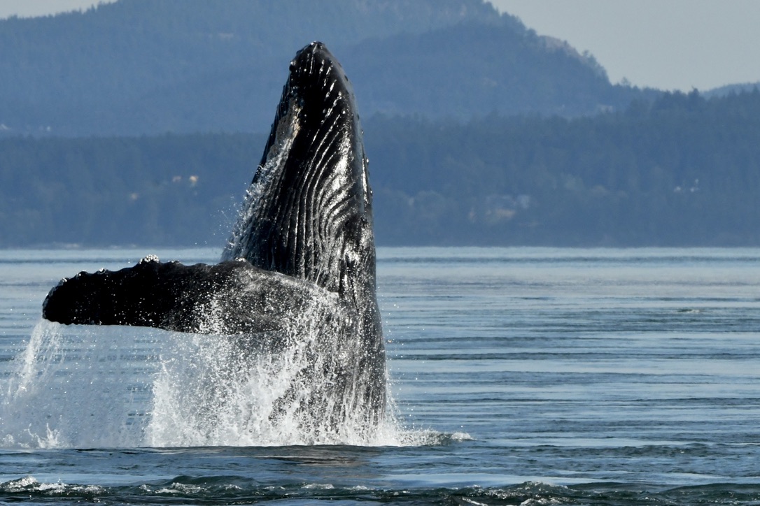 whale watching tour from seattle