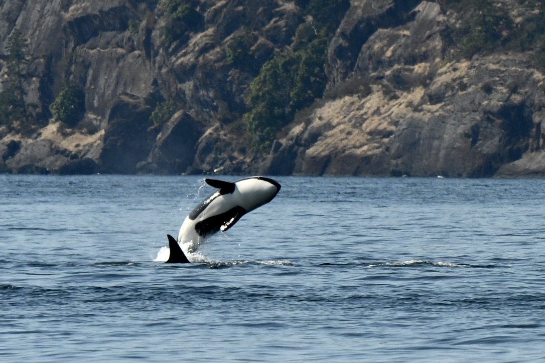 Orca whale watching