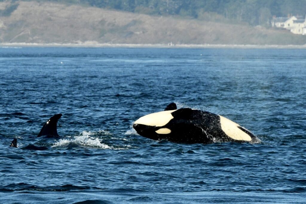 orca whale watching