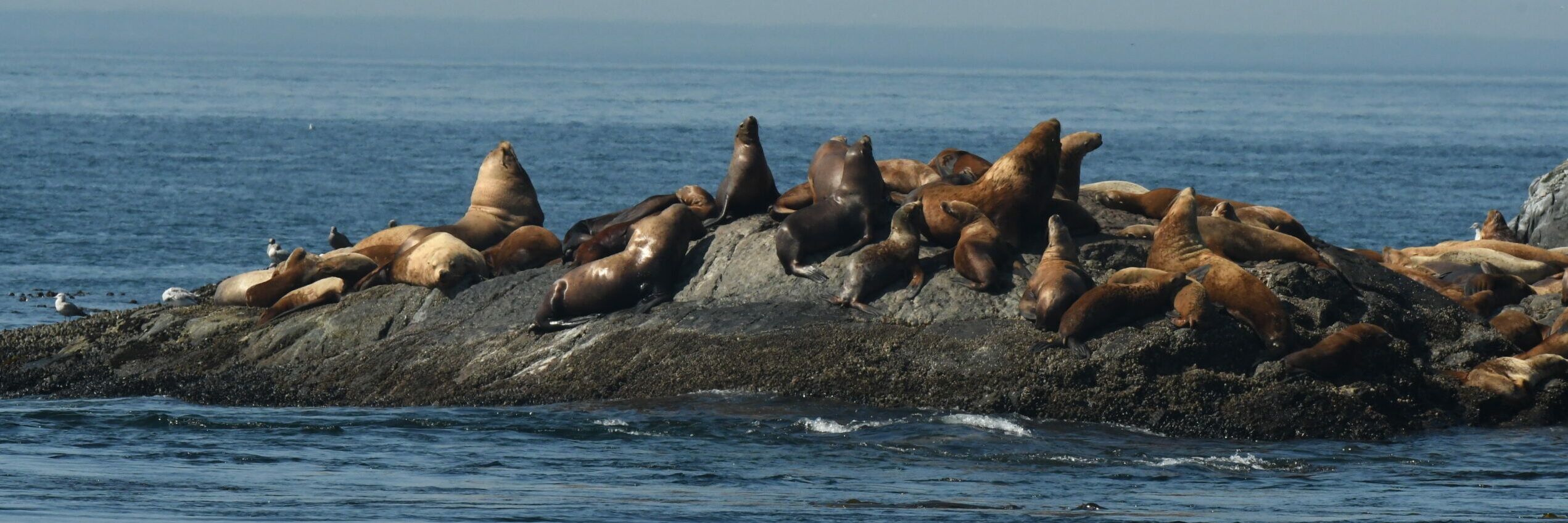 whale watching tour from seattle